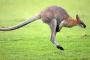 【悲報】カンガルーの喉かき切って死なせ、動画を投稿。男は中国語を話す模様・・・