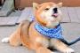 Twitterで話題の”柴犬が愛されてる理由”という写真、めっちゃ可愛いいい！と12万いいねされるｗｗｗｗ