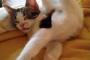 【画像】この猫、軟体動物過ぎるだろｗｗｗ