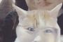 【悲報】なぎちゃんと猫の顔が入れ替わったら予想以上に怖かった・・・【NMB48渋谷凪咲】