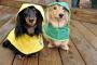 犬『準備万端だから…だから、雨でも散歩つれてってね。』