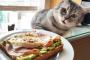 【面白】食べ物を見た動物たちの反応ｗｗｗｗｗ　後編