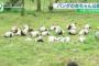 【中国版Twitter微博で話題】きゃわわ♪ 赤ちゃんパンダ３６頭お披露目！可愛さの破壊力やばしww