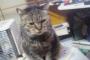いつから飼ってたか記憶にないぐらい長く生きてる我が家の猫。