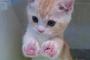 【可愛い】猫さん、たった一歩で全てを諦めて逃走するも、思いっきり証拠が残るｗｗｗｗｗｗｗｗｗｗｗｗｗｗｗｗｗｗｗｗｗｗ