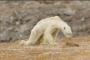 【閲覧注意】痩せた悲しいホッキョクグマが見つかる・・・（画像あり）
