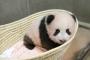 【パンダ】上野動物園のパンダ、中国に支払うレンタル料は？ 	