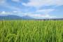 【福島/食糧法違反】飼料用米が主食で流通・・・