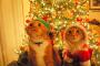 【画像】猫トナカイ、猫サンタでクリスマス気分に浸ろうぜ！