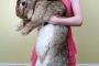 世界最大のウサギ、ダライアスくんと飼い主の家族の友人ミア