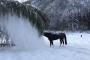 【ほっこり】お馬さん雪を落として遊ぶ！！