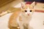 【動画あり】猫の殴り合いをスローモーションで撮影した結果ｗｗｗｗｗｗｗｗ