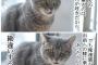 猫『おいてめーら。勘違いするんじゃねーぞ！』
