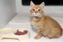 「このキャットフードは出来そこないだ食べられないよ･･･」