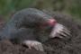 実はリアルで見たことない生き物 １位 もぐら 	