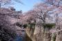 ワイ就活生、説明会をサボって桜を見に行く