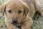 【再掲】 うちの犬は散歩好きなのか嫌いなのか謎だ