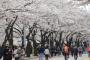 韓国報道「桜の原産地は韓国だから我々の文化として花見を楽しむべき」