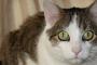 【再掲】 うちの猫、もしかしてヒッキーなのか？