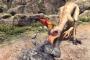 【MHW】肉が一番旨そうな大型モンスターってなんだろ【モンハンワールド】