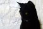 【再掲】 友達が飼うのをギブアップした黒猫たんを引き取った。