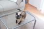 飼い主さんがテーブル下に潜って撮影してるのかと思うとwww