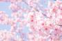 散ったぜ。　投稿者：さよなら桜土方（4月16日（水）7時14分22秒）
