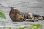 ワイんちのネッコ、公園デビュー 	