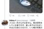 【画像】Twitter民「川になんか浮いてたw（パシャ）」→　結果・・・（画像あり）