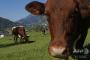 【国際】アルプス山脈で牛の群れに踏みつぶされてドイツ女性（４５）死亡･･･放牧していた畜産農家に６１５０万円賠償命令　オーストリア