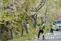 【韓国】 済州市：王桜の街路樹がほうき病（＝てんぐ巣病）に感染　緊急の防除作業を実施
