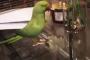 【衝撃】ペットボトルを倒すとやたらと喜ぶインコｗｗｗｗ