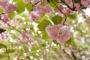 【韓国国会】 王桜のように…きれいな花の道が作られることを期待する