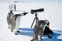 ペンギン「望遠鏡あるやんけ！覗いたろｗ」 	