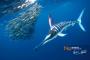 【悲報】水族館にカジキがいない理由、謎すぎる…………………… 	