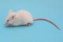 【ドイツ研究】ネズミは人間とのかくれんぼを純粋に楽しみ、超音波の笑い声をあげていることが判明！