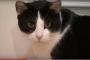 【アメリカ】野生のコヨーテ3匹を猫が撃退！ 「クレイジーキャット」現る