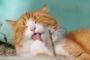 【アメリカ】病気のため耳失った迷い猫、手編みの「耳」贈られる　ウィスコンシン州