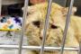 “世界一悲しそうな猫”引き取られて1年で“幸せいっぱいの猫”にｗｗｗ（画像あり）