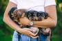 【画像】犬の名前「ムギ」「麦」人気の理由は・・・！？
