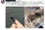 【画像】「家の前　クワガタ」でエゴサした結果ｗｗｗｗｗｗｗｗｗｗｗｗｗｗ
