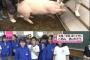 【悲報】小学生が育てた豚さん、無事お肉になる