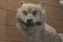 【画像】絶滅したニホンオオカミの剥製が展示されるもなんか顔が怖いωωωωωωωωω