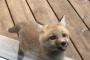 舌仕舞い損ねのかわいい動物