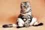 【唖然】話題の“猫リュック”ニセモノ業者を直撃した結果……！！！(※リンク先に動画あり)