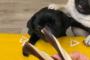 【動画】ミニクイアラソイーヌ、発見されるｗｗｗｗｗｗｗｗｗｗｗｗｗｗ