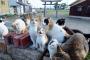 【ねこ画像】神社のねこたち、ねこの実 ほか