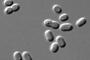 25億年前のルビーから生命の痕跡が発見される…藻類シアノバクテリアのもの！
