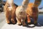 【画像】猫の金玉wwuwwuwuuwwuwwuww