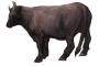 【画像】宮迫博之さん、牛宮城に「あのブランド牛」を採用！ｗｗｗｗｗｗｗ